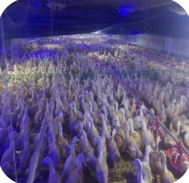 Đàn vịt thịt trong chuồng kín tại trại Hệ thống Hà Tuyển, Xuyên Mộc – BRVT | Meat duck flock in a closed house, GREENFEED