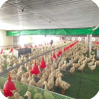 Meat ducks on plastic slatted floor in a closed house at the Mr. Thang farm, Dai Tu – Thai Nguyen | Đàn vịt thịt trên sàn nhựa trong chuồng kín, GREENFEED