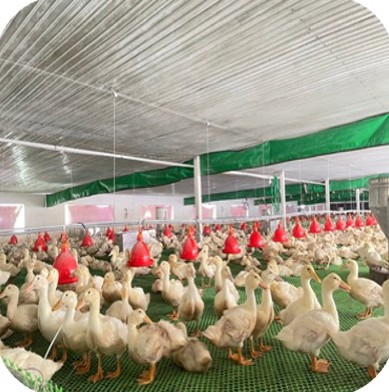 Meat ducks around the drinker line at the Mr. Thang farm, Dai Tu – Thai Nguyen | Đàn vịt thịt bên hệ thống máng uống, GREENFEED