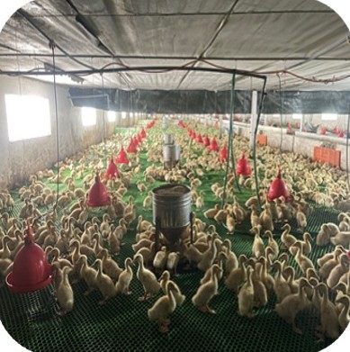 Duck house with slatted floor, feeders and drinkers at the Mr. Thang farm, Dai Tu – Thai Nguyen | Dãy chuồng vịt thịt sàn nhựa có máng ăn, máng uống, GREENFEED