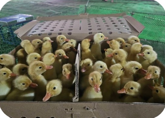 Day-old ducklings in delivery boxes at the N.D.H Quan farm, Quang Dien – Hue | Vịt con mới nhập trong thùng vận chuyển, GREENFEED