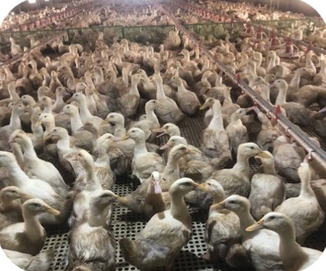 Meat duck flock in a closed house at the N.D.H Quan farm, Quang Dien – Hue | Đàn vịt thịt trong chuồng kín, GREENFEED