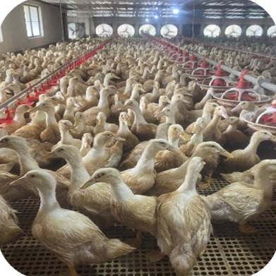 Meat ducks on plastic slatted floor in a closed house at the Nguyen Duc Nga farm, Hoai An – Binh Dinh | Đàn vịt thịt trên sàn nhựa trong chuồng kín, GREENFEED