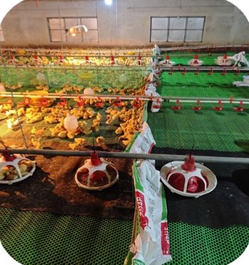 Ducklings in a brooding ring with feeders at the Nguyen Thanh Khoi farm, Thang Binh – Quang Nam | Vịt con trong quây úm có máng ăn, GREENFEED