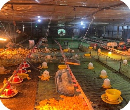 Duckling brooding house with heat lamps at the Nguyen Thanh Khoi farm, Thang Binh – Quang Nam | Chuồng úm vịt con có đèn sưởi, GREENFEED