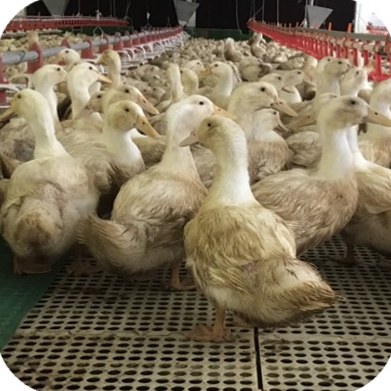 Meat ducks on plastic slatted floor in a closed house at the Nguyen Thanh Que farm, Thang Binh – Quang Nam | Đàn vịt thịt trên sàn nhựa trong chuồng kín, GREENFEED