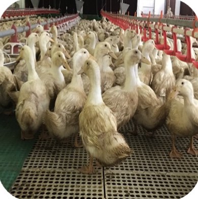 Meat ducks near the drinker line in a closed house at the Nguyen Thanh Que farm, Thang Binh – Quang Nam | Vịt thịt gần máng uống trong chuồng kín, GREENFEED