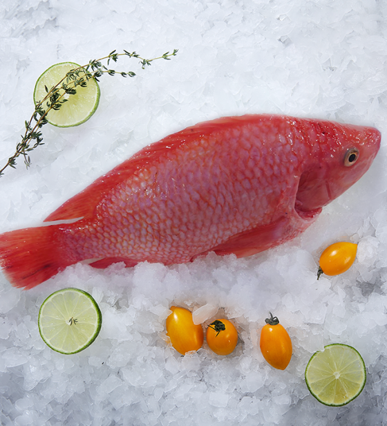 CÁ ĐIÊU HỒNG ĐÔNG LẠNH