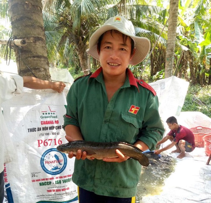 Anh Trần Quốc Thái thu hoạch cá cùng thương lái