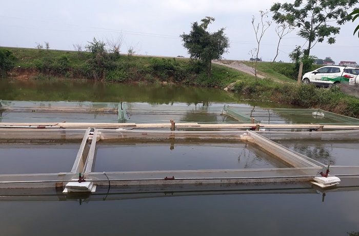 Anh Thành cung cấp ra thị trường khoảng 20 tấn ếch thịt mỗi năm