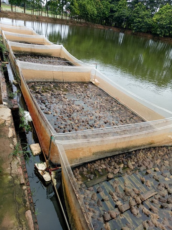 Ước tính, trung bình hàng năm, trang trại ếch và cá của anh Thành tiêu thụ khoảng 70 tấn cám. Trong đó, sản phẩm cám ếch mà anh sử dụng suốt 5 năm qua là dòng AQUAGREEN 6646 và 6656 có hàm lượng đạm cao, giúp ếch đạt chất lượng thịt ngon nhất.