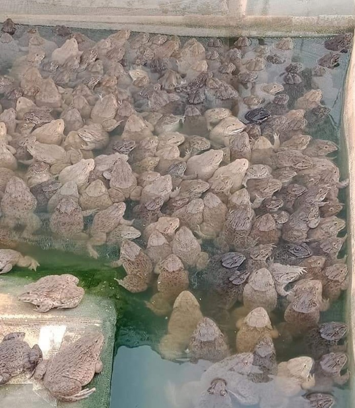 Kết thúc vụ ếch vừa rồi, anh thu được 20 tấn, giá bán 48.000 đồng/kg, lãi 22.000 đồng/kg