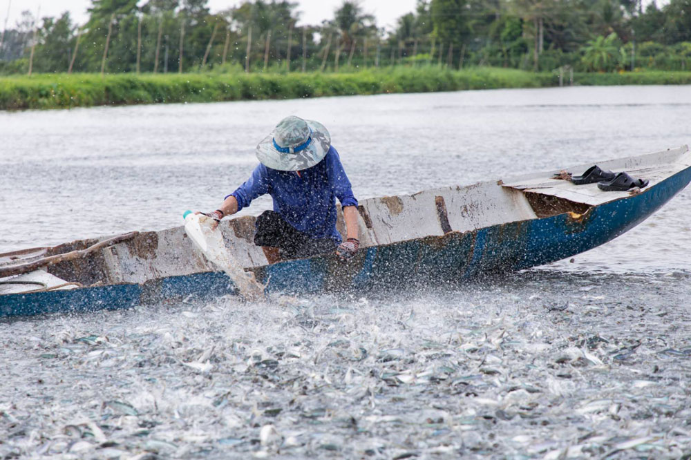 Các giải pháp nâng cao sức khỏe và tỷ lệ sống cho cá Tra, cá Điêu Hồng trong mùa nắng nóng với bộ giải pháp 5 trọng tâm từ GR