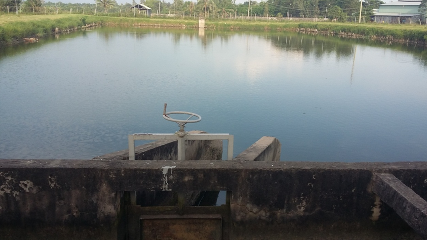 Hình 01: Ao nuôi cá tra thương phẩm