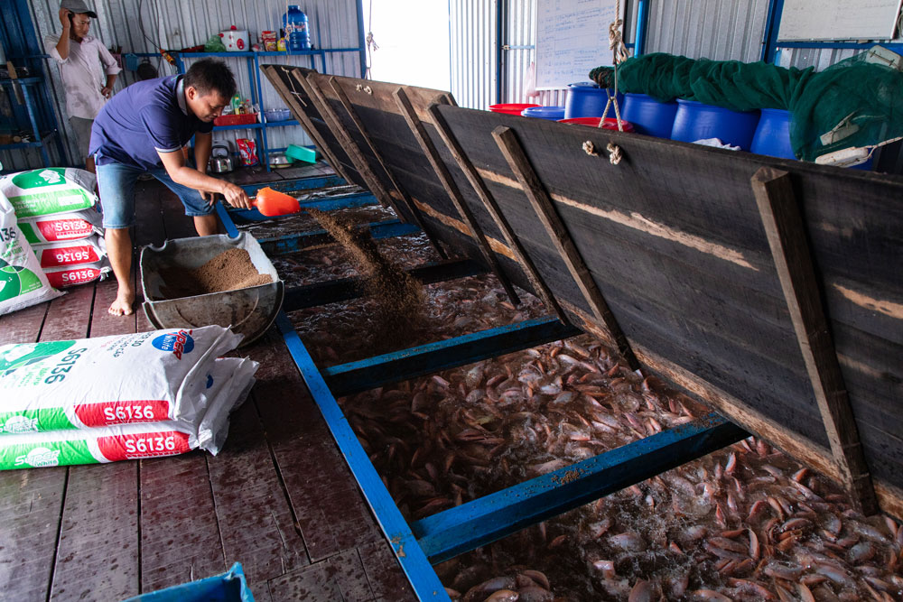 Nâng cao hiệu quả mô hình nuôi cá lồng bè với thức ăn thủy sản GREENFEED