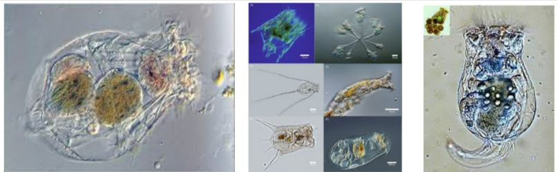 LUÂN TRÙNG ( Rotifer )