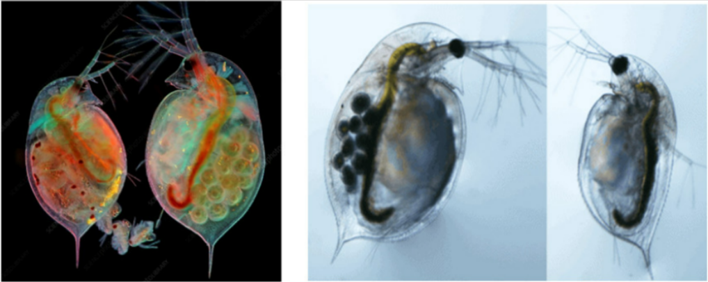 GIÁP XÁC CHÂN CHÈO Copepoda – Daphnia (rận nước)