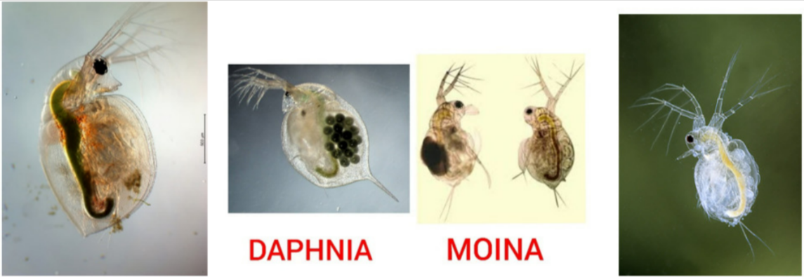 Luân Trùng - Moina - Daphnia (Nguồn thức ăn quan trọng cho Cá Bột)