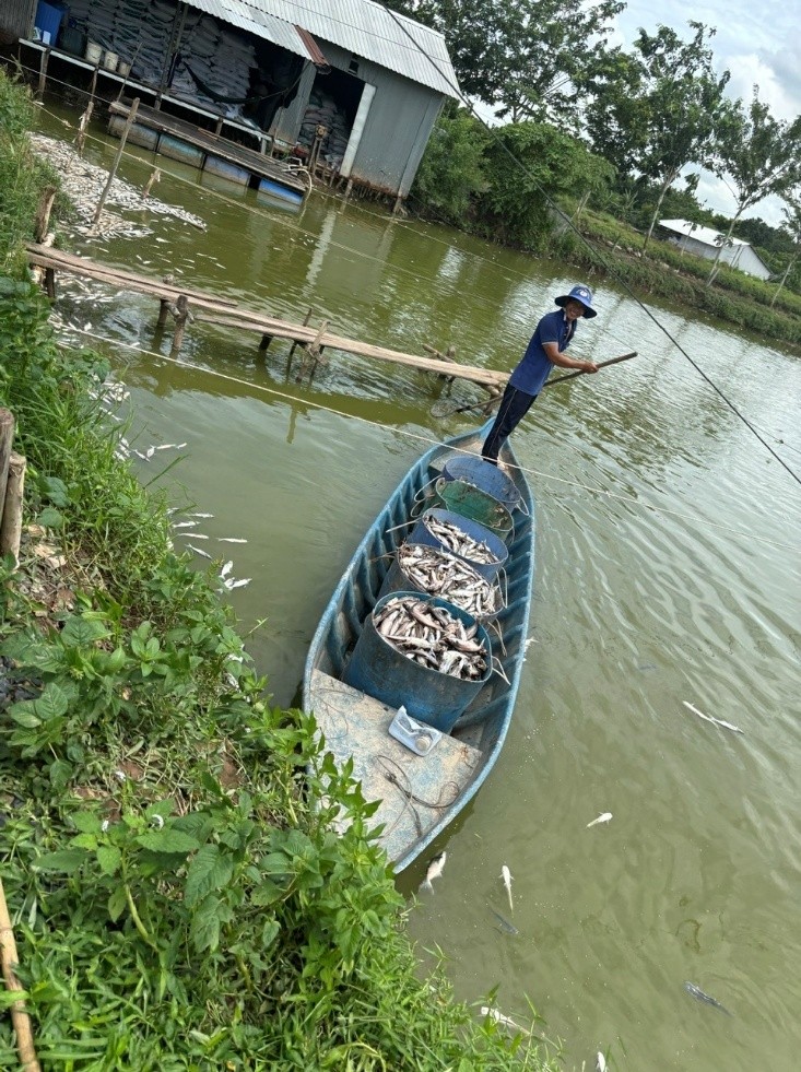 Tỷ lệ cá chết cao do sử dụng kháng sinh không hiệu quả