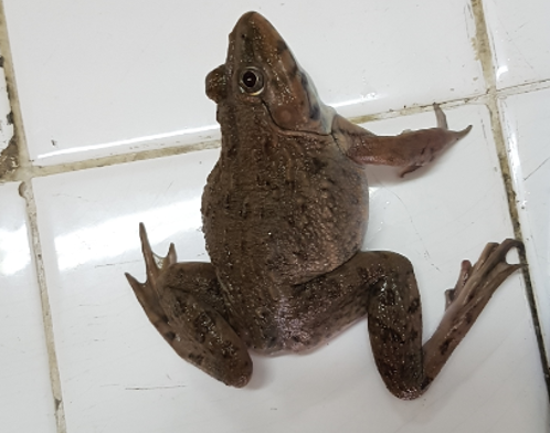 CẢI THIỆN TỶ LỆ SỐNG CHO CÁ NUÔI VÀO MÙA NƯỚC ĐỔ