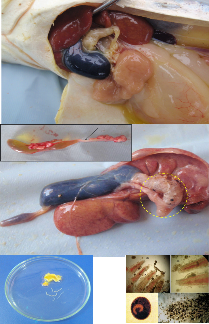 BỆNH KÝ SINH TRÙNG