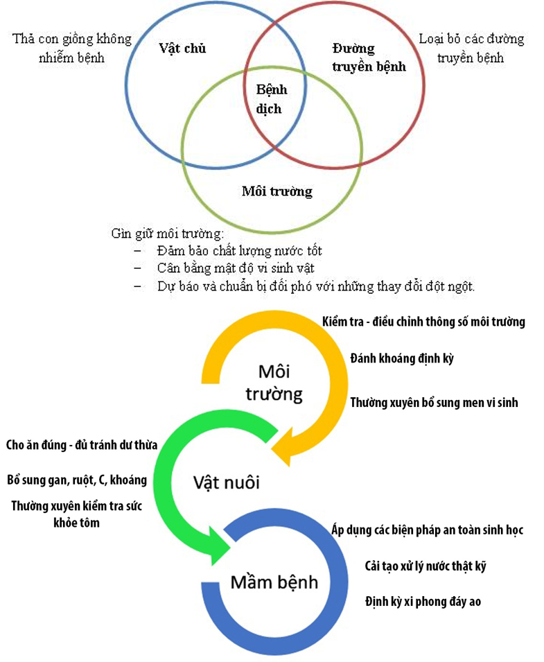 CẢI THIỆN TỶ LỆ SỐNG CHO CÁ NUÔI VÀO MÙA NƯỚC ĐỔ