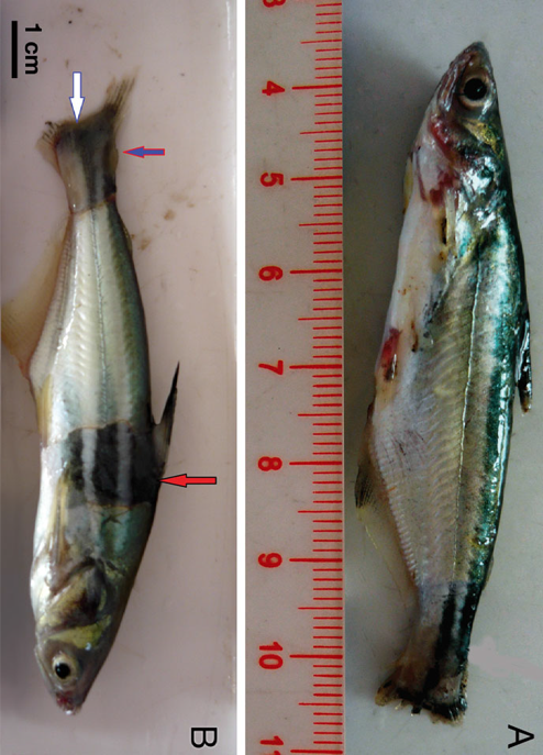 BỆNH THỐI ĐUÔI, THỐI MANG, MÒN VÂY