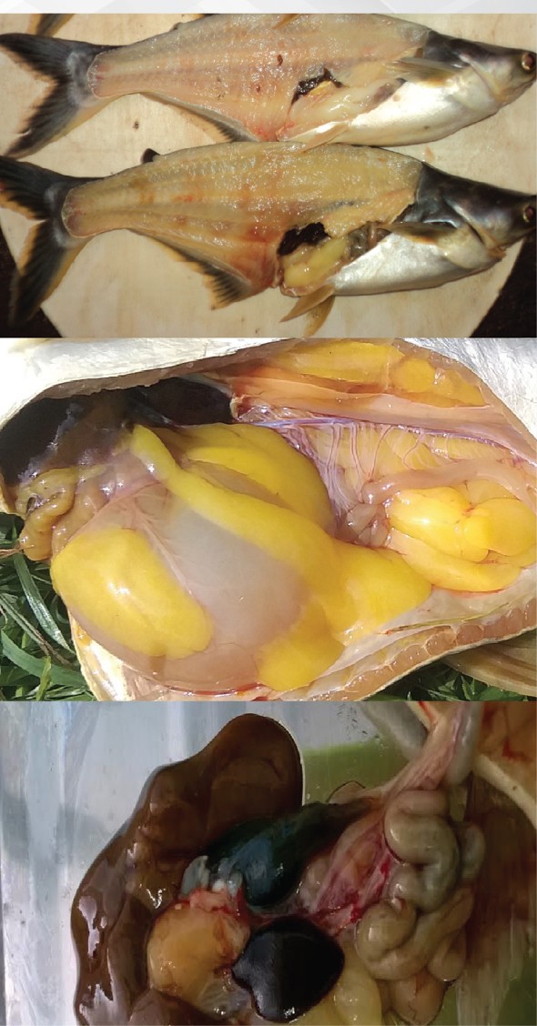 BỆNH VÀNG DA TRÊN CÁ TRA