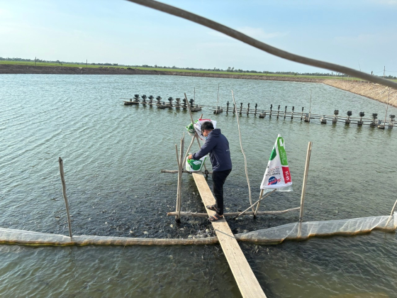 Giải pháp nuôi và xử lý tồn lưu thuốc – Hóa chất trên Cá rô phi (Oreochromis spp.) đạt chuẩn xuất khẩu