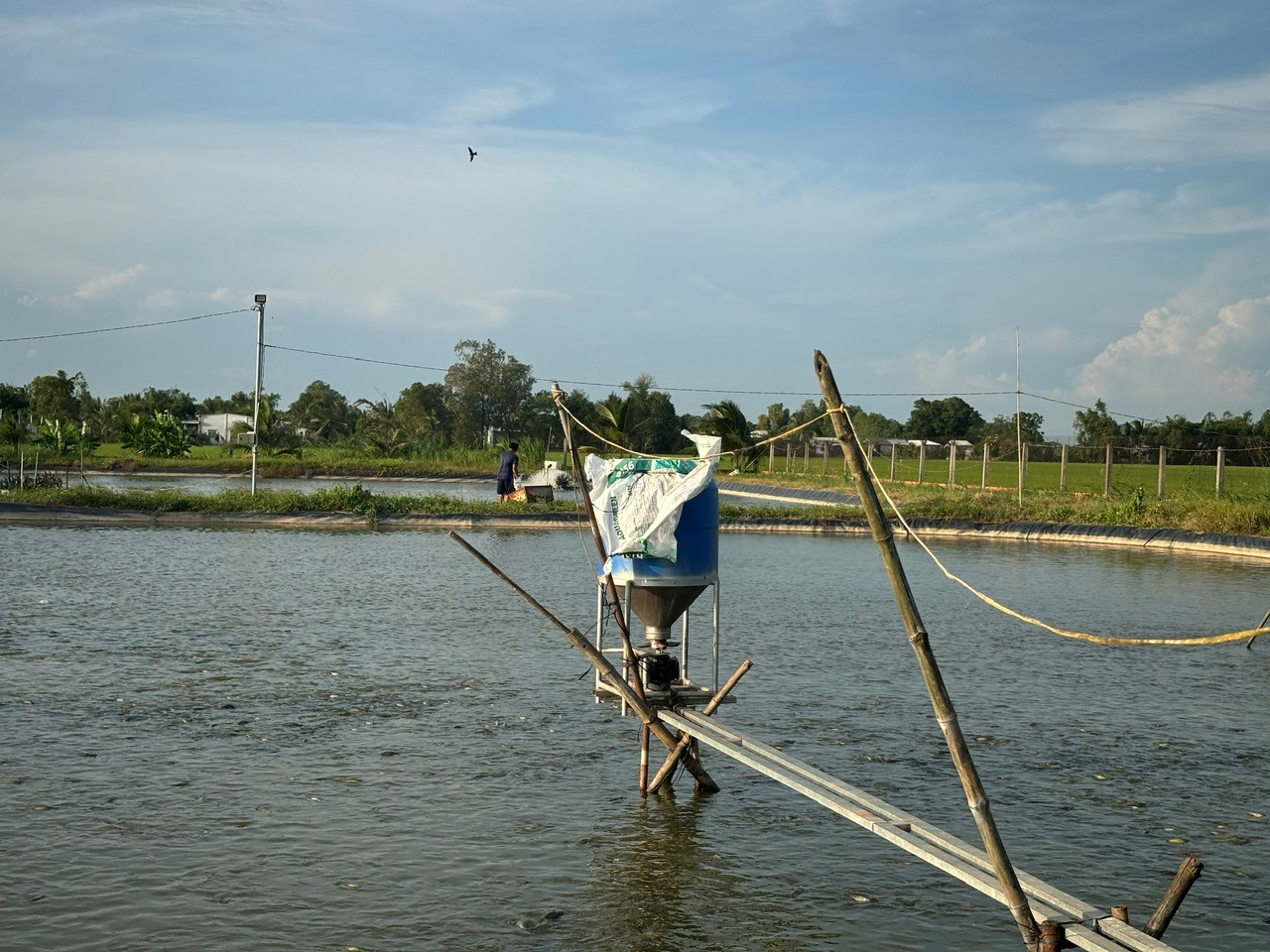 Cho cá ăn bằng máy cho ăn