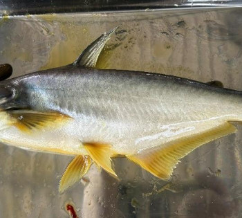 BỆNH VÀNG DA TRÊN CÁ TRA (Pangasianodon hypophthalmus) – THỰC TRẠNG, NGUYÊN NHÂN VÀ QUY TRÌNH XỬ LÝ