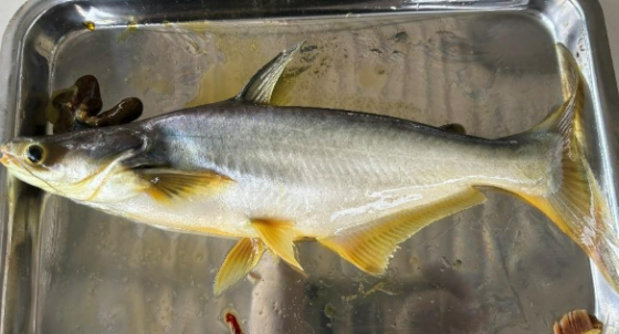 BỆNH VÀNG DA TRÊN CÁ TRA (Pangasianodon hypophthalmus) – THỰC TRẠNG, NGUYÊN NHÂN VÀ QUY TRÌNH XỬ LÝ