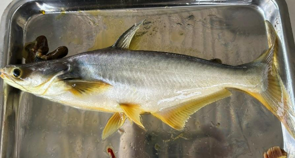 Hình 1. Dấu hiệu bên ngoài của cá tra bệnh vàng da