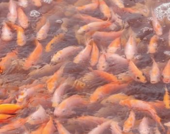 Hiệu quả của việc bổ sung khoáng đến sự tăng trưởng và sức khỏe cá tra Pangasianodon Hypophthalmus trong giai đoạn ương giống