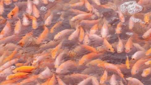 Hiệu quả của việc bổ sung khoáng đến sự tăng trưởng và sức khỏe cá tra Pangasianodon Hypophthalmus trong giai đoạn ương giống