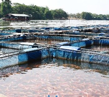 Quản lý Stress cho cá nuôi trong mùa nắng nóng