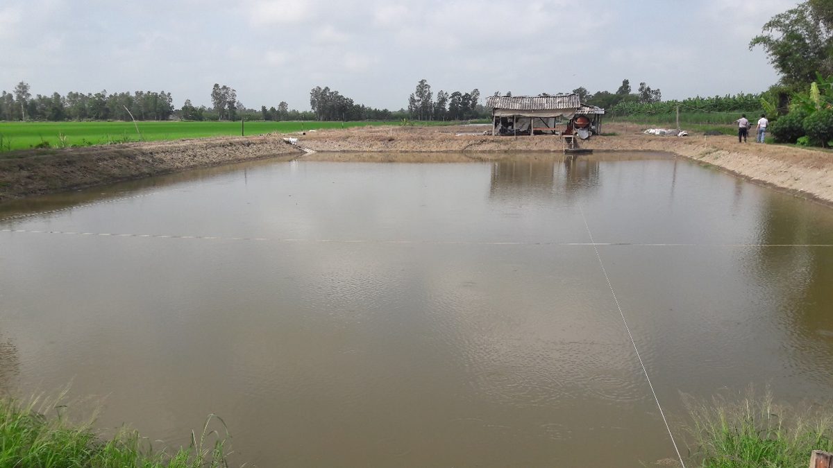 Ao ương cá tra giống có nguồn nước chủ động, diện tích phù hợp