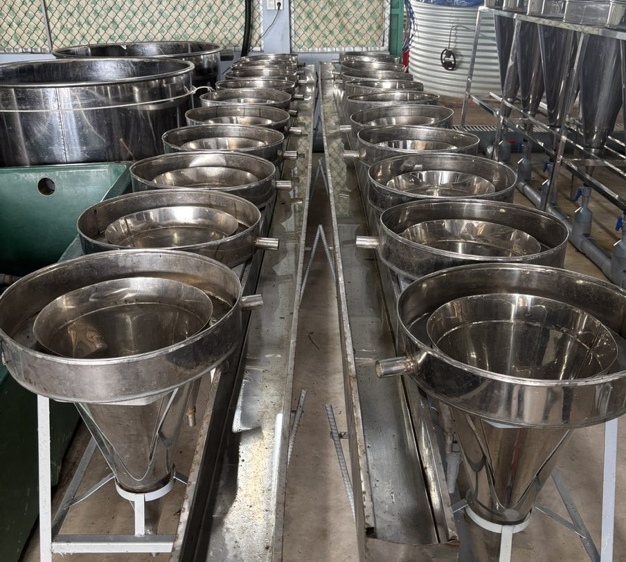 Hệ thống bình ấp trứng cá tra tại trại giống