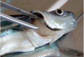 Cá tra bị bệnh trắng gan, trắng mang