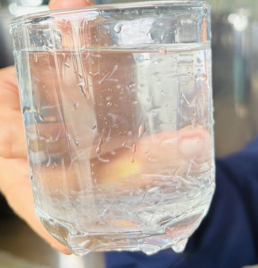 Chọn cá tra bột khỏe mạnh, đồng đều, màu sáng để thả ương