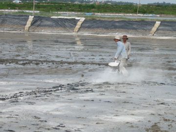 Rải vôi CaCO3 khắp đáy ao khi chuẩn bị ao ương cá tra giống