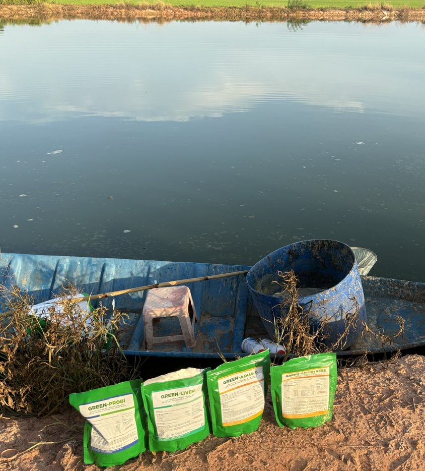 Sản phẩm GREENFEED sử dụng tại ao ương cá tra giống