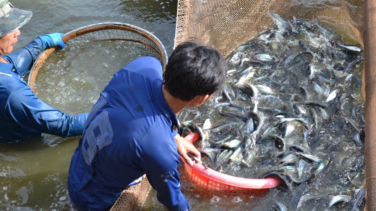 Thu hoạch cá tra giống sau khi luyện cá