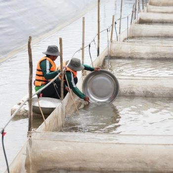 GREENFEED VÀ HÀNH TRÌNH THAM GIA CHUỖI GIÁ TRỊ THỦY HẢI SẢN TOÀN CẦU