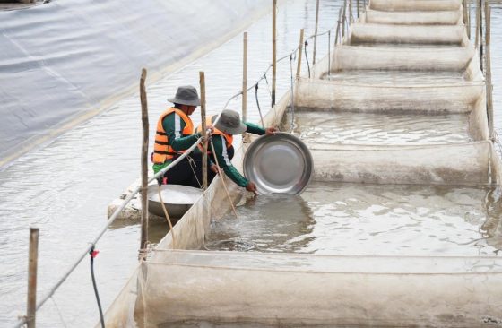 GREENFEED VÀ HÀNH TRÌNH THAM GIA CHUỖI GIÁ TRỊ THỦY HẢI SẢN TOÀN CẦU